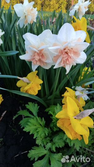 Сортовые нарциссы