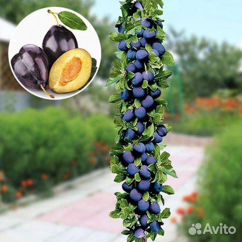 Саженцы колоновидной сливы