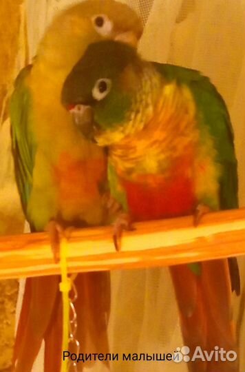 Птенцы пиррура, говорящие,супер ручные