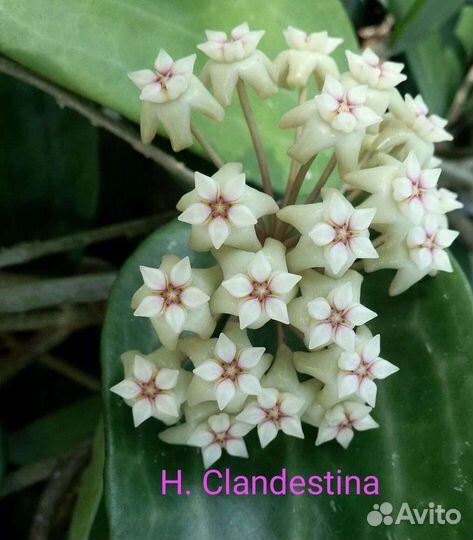 Хойя Обскура, Кландестина, Виола