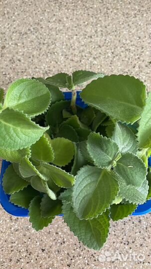 Мята комнатная Плектарантус