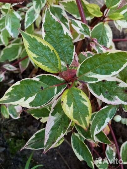 Кустарники садовые