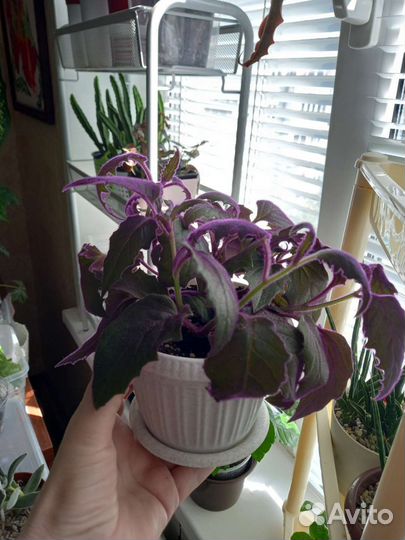 Красандра, Гинура