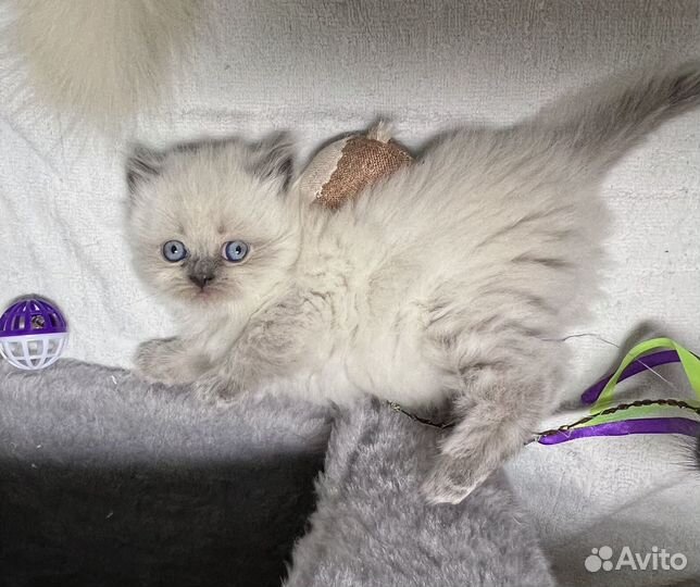 Шотландские котята