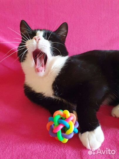 Молодой кот маркиз в добрые руки