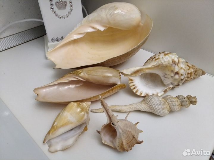 Морские раковины