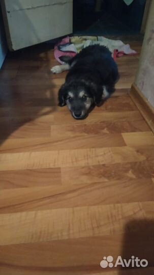 Щенок мальчик