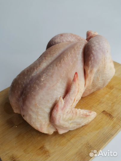 Кура шекснинская птицефабрика (вологодская область