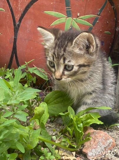 Британские вислоухие котята