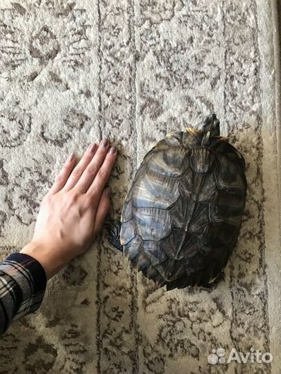Красноухая черепаха