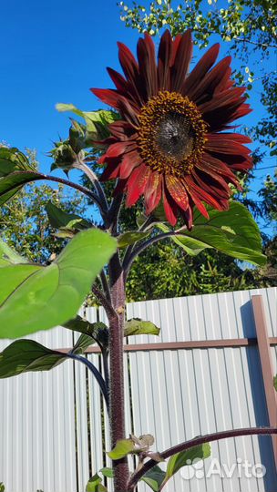 Гладиолусы на 1 сентября