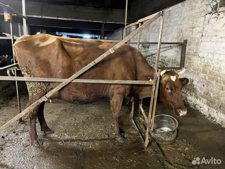 Корова высокоудойная