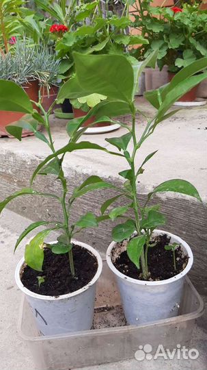 Цитрусовые,саженцы,лимон,апельсин