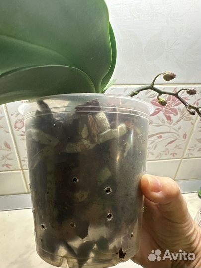 Орхидея фаленопсис парфюмерная фабрика