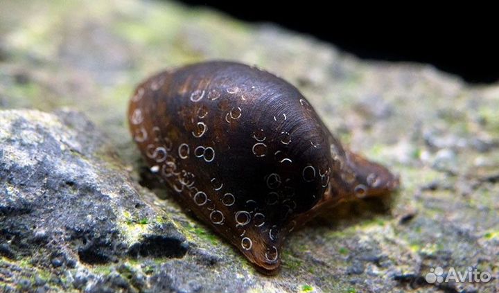 Улитка летучая мышь (Бэтмен, Neripteron auriculat