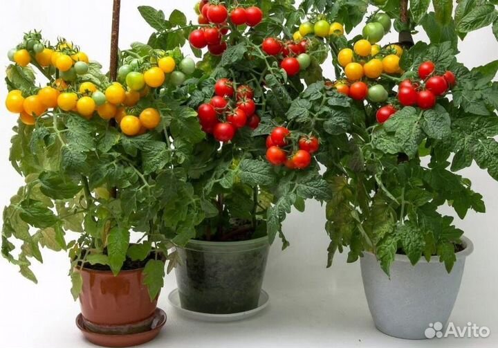 Семена овощи и травы для квартиры и балкона