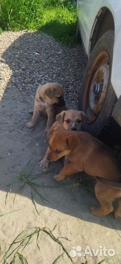 Щеночки в добрые руки отдам бесплатно