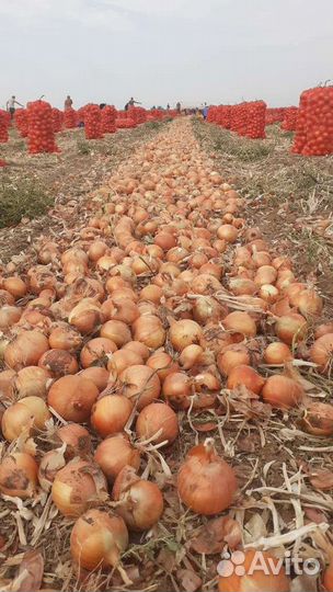 Продам лук Оптом