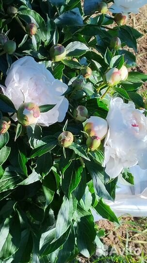 Пион Фестива Максима