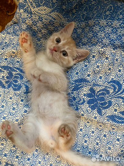 Котята в добрые руки бесплатно