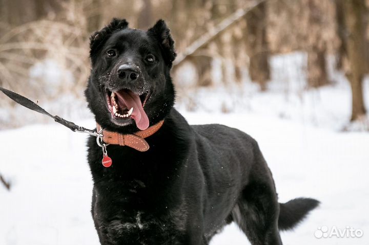 Изящный и Мужественный пес Блэк ищет опытные руки