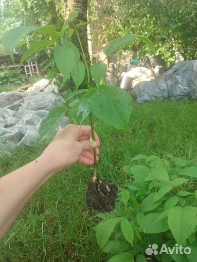 Саженцы маньчжурского ореха