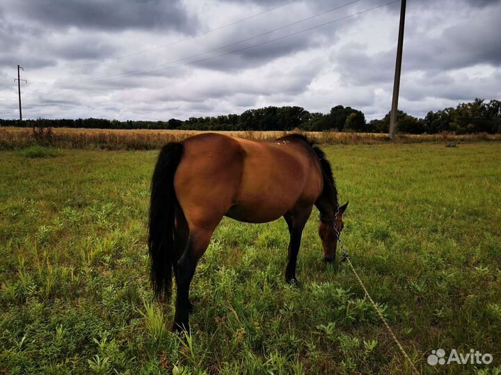 Кобыла с жеребенком