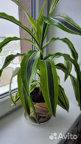 Пальма драцена,с доставкой