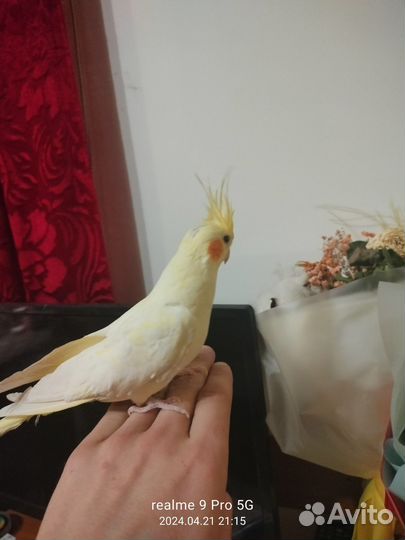 Попугай корелла девочка