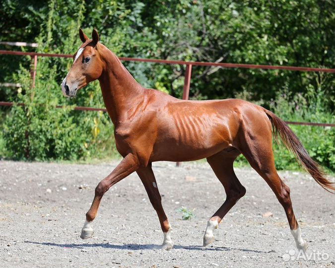 Ахалтекинский жеребец Ринг
