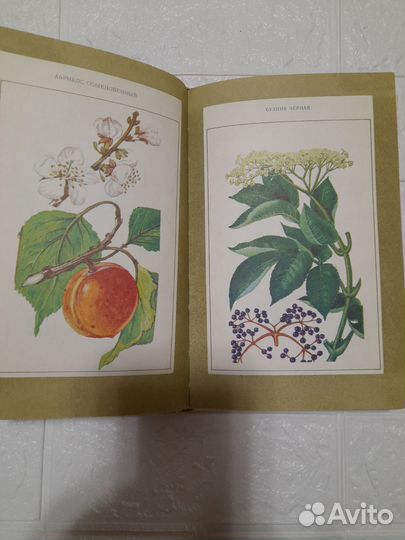 Важнейшие отечественные лекарственные растения