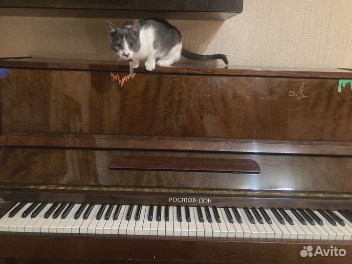 Кот продаёт пианино