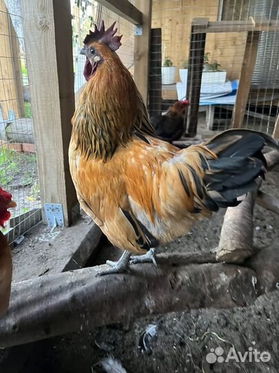 Петушок Лакендайзи