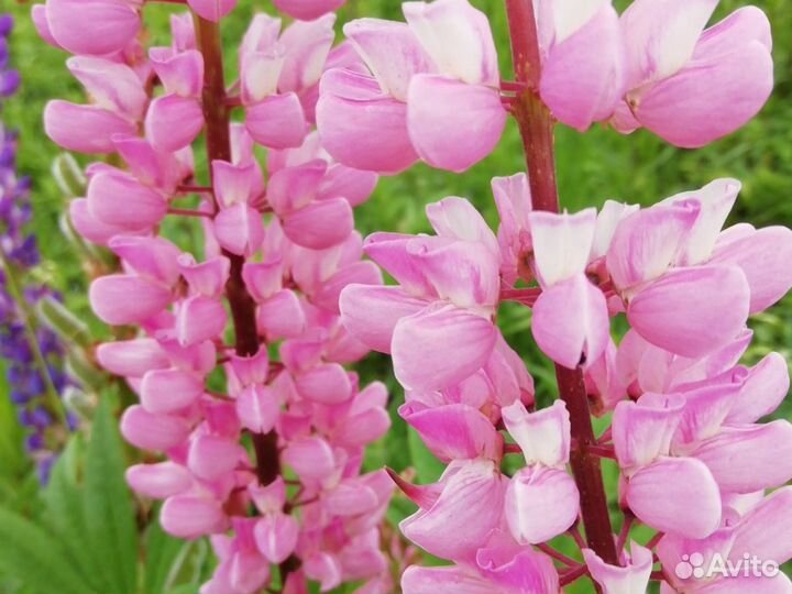 Многолетние цветы