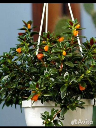 Немантантус Золотая Рыбка (Гипоцирта) Nematanthus