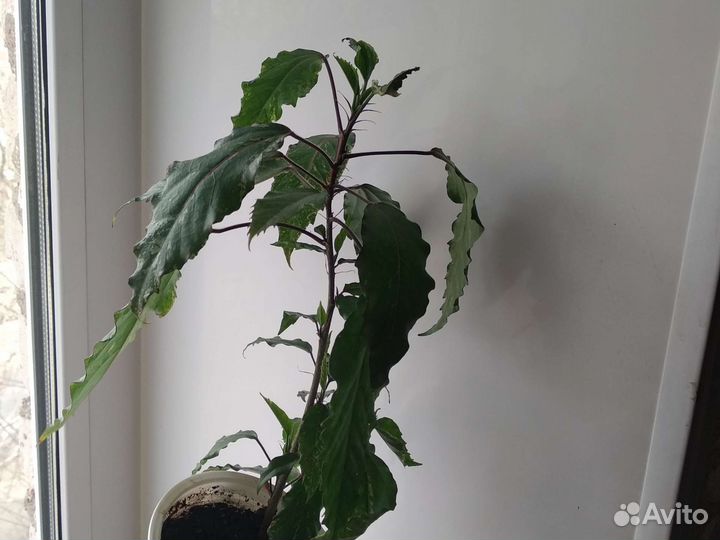 Роза китайская