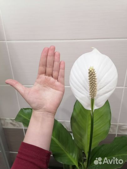 Цветок женское счастье