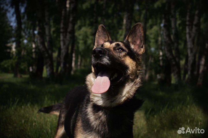 Овчарка в добрые руки