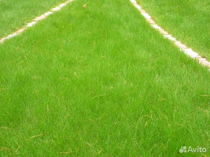 Овсяница красная красная райдер DSV