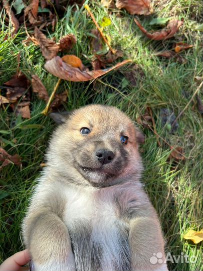 Щенки ищут дом