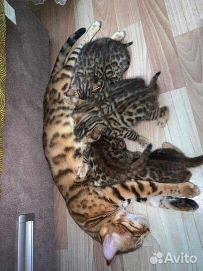 Бенгальские котята