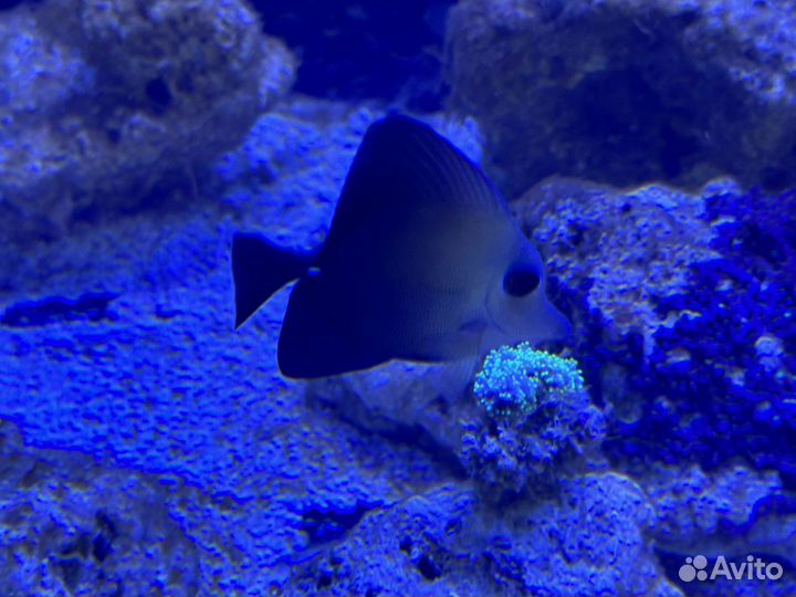 Морские рыбки зебросома бурая, носорог