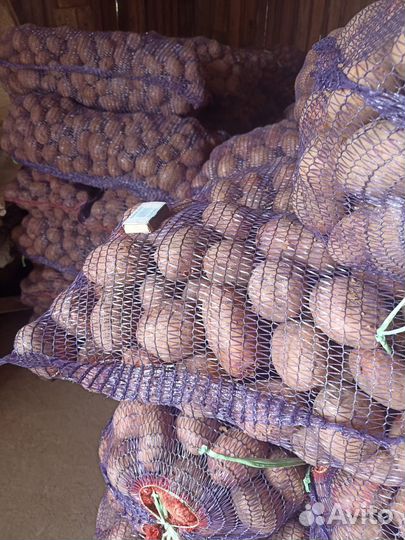 Продам картофель