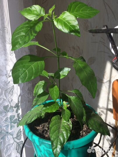 Кроссандра