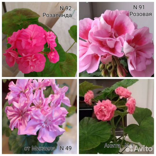 Пеларгония герань сортовая