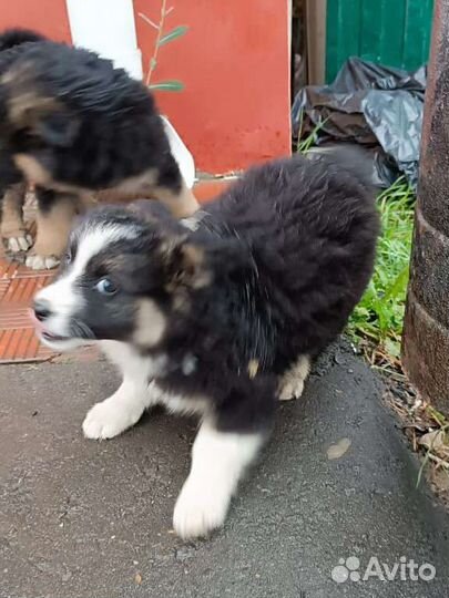 Очень красивые щенки в дар