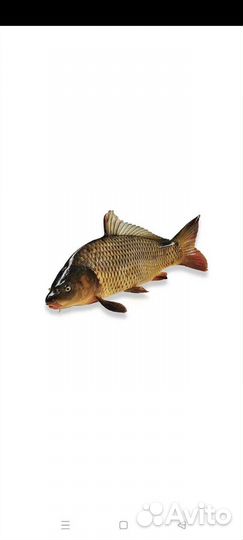 Рыба для пруда