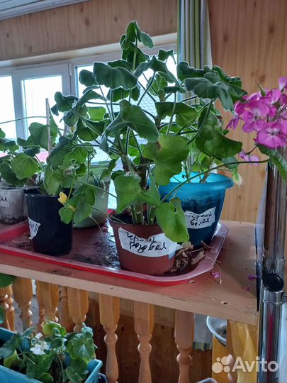 Рассада помидоров томатов