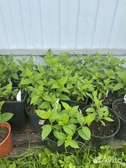 Хоста, гортензия, клематис