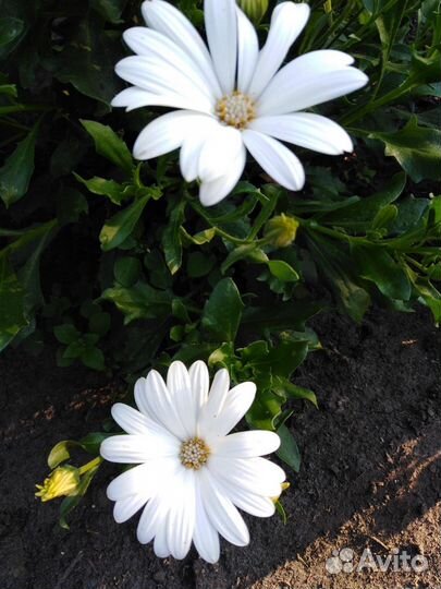 Остеоспермумы черенки. Часть 1